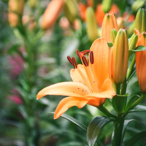 Orange Lily Meaning: The Truth about it - Flora Queen