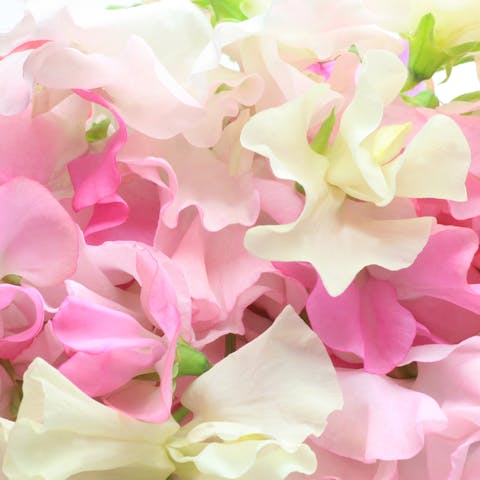 Sweet Pea Flower: An Old-Fashioned Favorite - Flora Queen