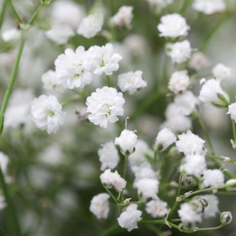 Baby’s Breath Flower - Flora Queen
