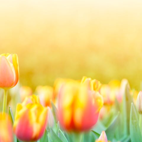 Tulip Flower - Flora Queen