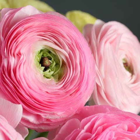 Ranunculus flower - Flora Queen