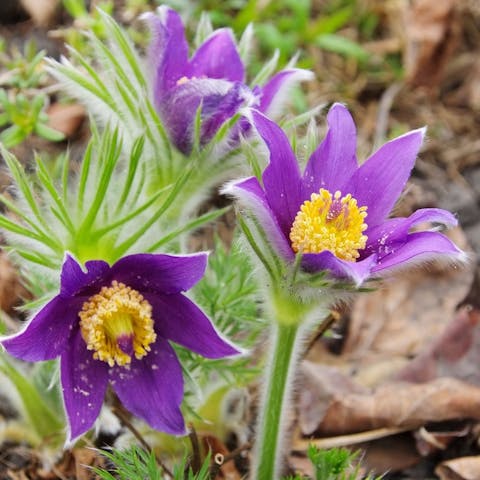 The Pasque Flower - Flora Queen