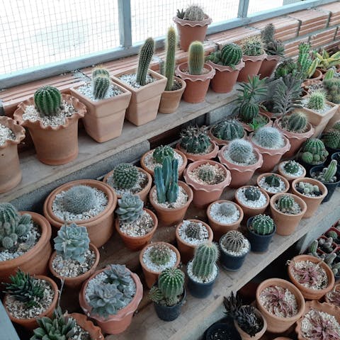 Types of Cactuses for Your Home or Garden - Flora Queen