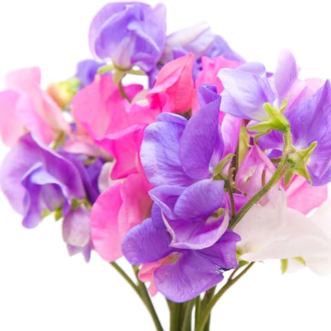 April Birth Flowers: Presenting the Daisy and Sweet Pea - Flora Queen
