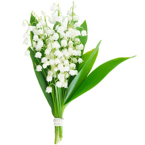 Le bouquet de muguet, la fleur qui réunit la beauté et le bonheur: - Flora Queen