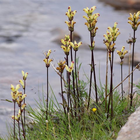Flowers: The Poisonous, the Chokers, the Meat-eating - Flora Queen