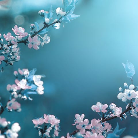 Most Beautiful Flowers - Flora Queen