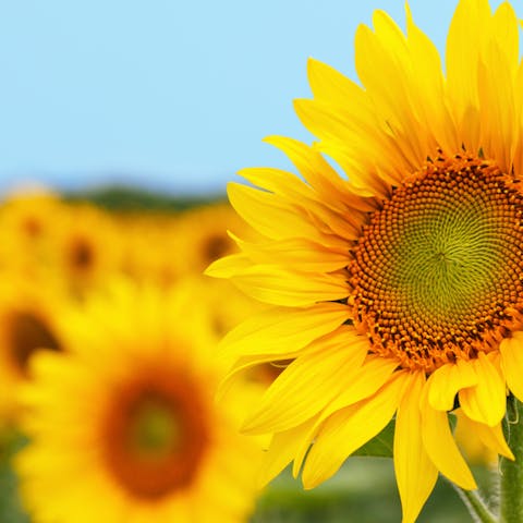 Sunflower Meanings - Flora Queen