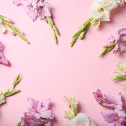 The Gladiolus Flower - Flora Queen