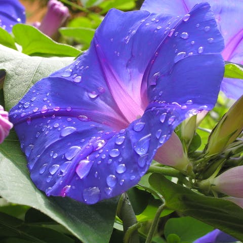 The Birth Flowers of September - Flora Queen