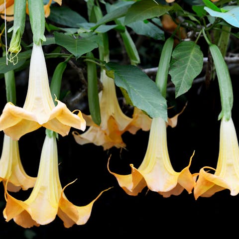 Trumpet flower - Flora Queen
