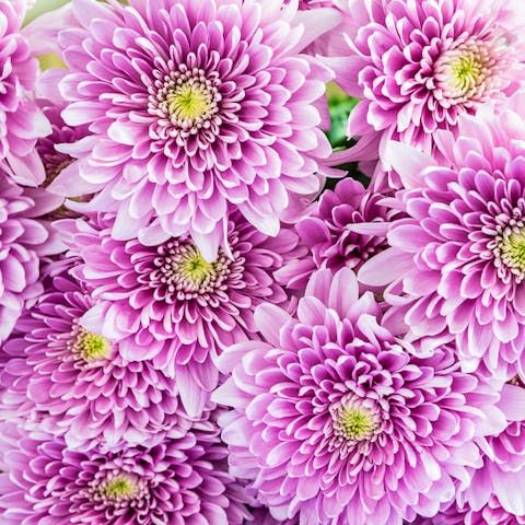 Mum flower - Flora Queen