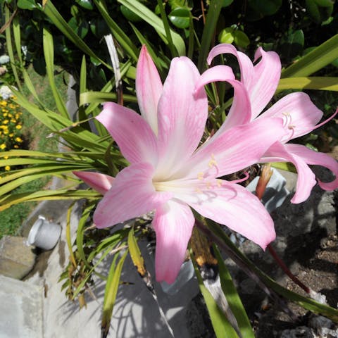 Belladona Flower - Flora Queen