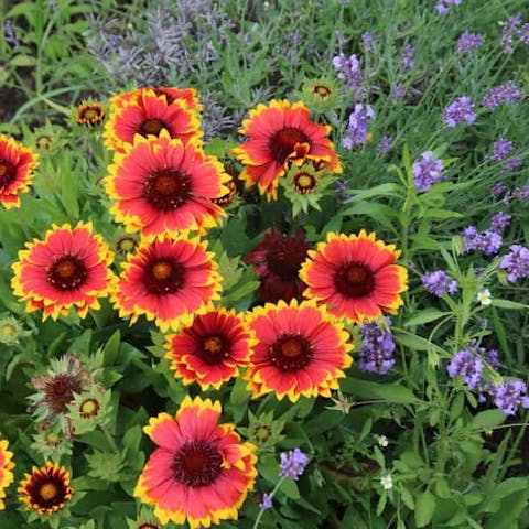 Blanket Flowers: Characteristics, Myths, and Year-round Enjoyment - Flora Queen