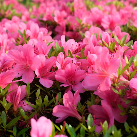 Azalea: The Flower as Old as Time - Flora Queen