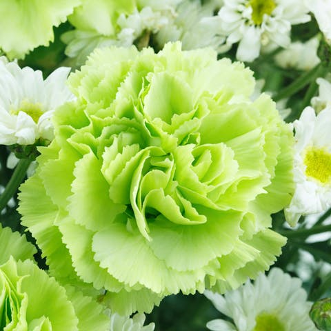 10 Naturally Green Flowers - Flora Queen