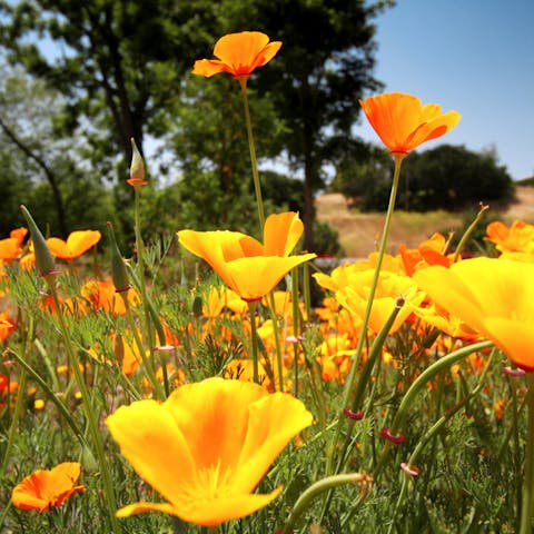 California State Flower - Flora Queen