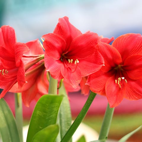 Amaryllis Flower - Flora Queen