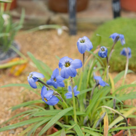 Jessie Flower - Flora Queen