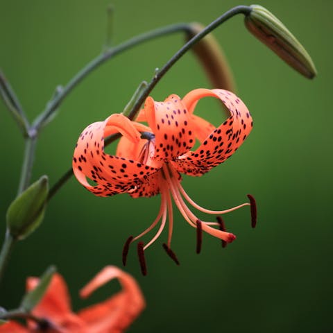 Tiger Lily Flower - Flora Queen