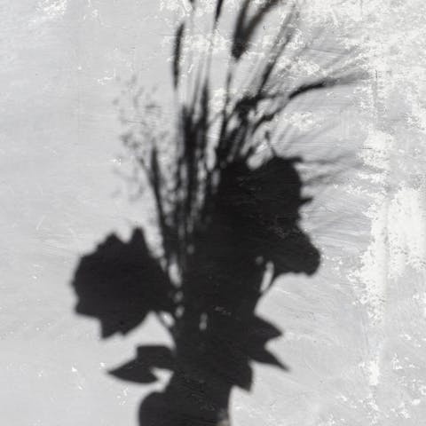 Best Places to Find Flower Silhouettes - Flora Queen