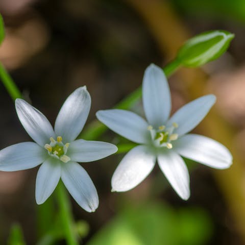 The Star of Bethlehem Flower - Flora Queen