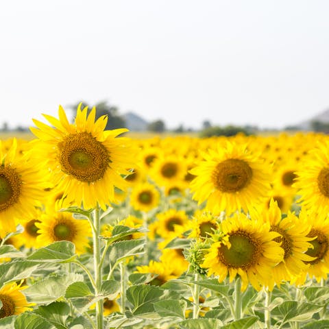 7 Cool Sunflower Facts - Flora Queen