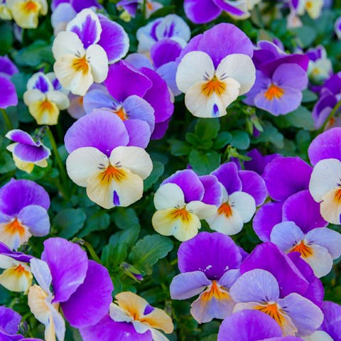 Pansy Flower Growing Guide - Flora Queen