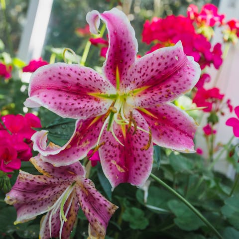 Everything You Need to Know About Irish Flowers - Flora Queen