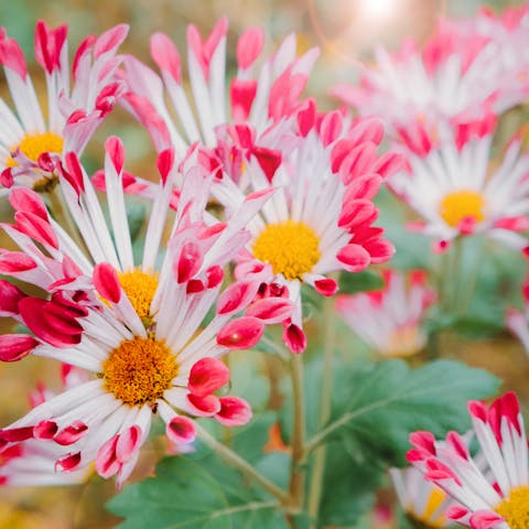 When Do Daisies Bloom? - Flora Queen