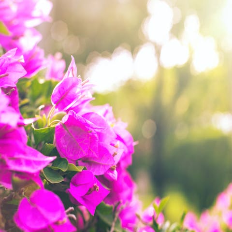 The Flowers of Hawaii - Flora Queen