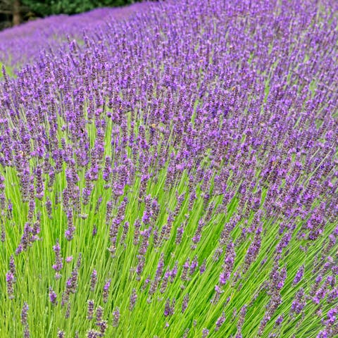 The Lavender flower - Flora Queen