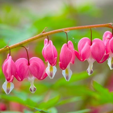 Bleeding Heart Flower Meaning and growing tips - Flora Queen