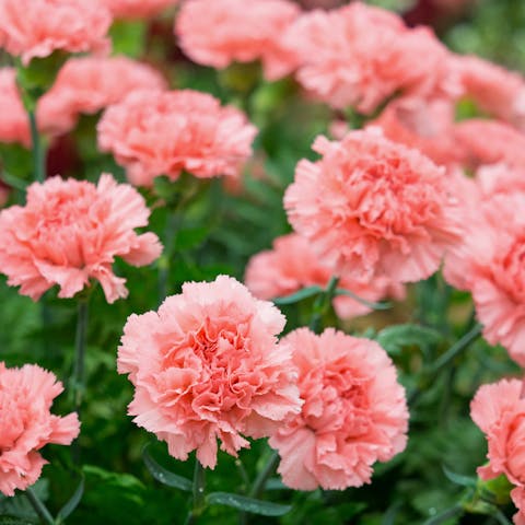 What Do Carnations Mean? - Flora Queen