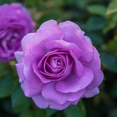 Purple Roses vs. Lavender Roses: History and Meaning - Flora Queen