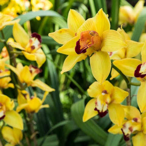 The Mighty Orchid Flower - Flora Queen