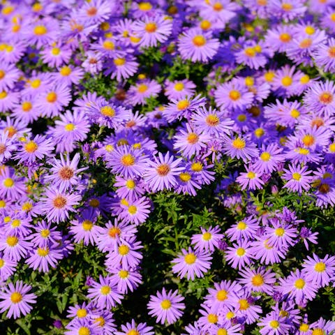 Aster Flower: The Star of the Ground - Flora Queen