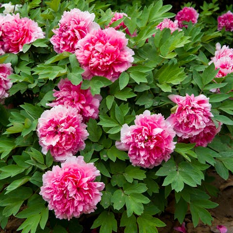 The Extraordinary History of the Peony - Flora Queen