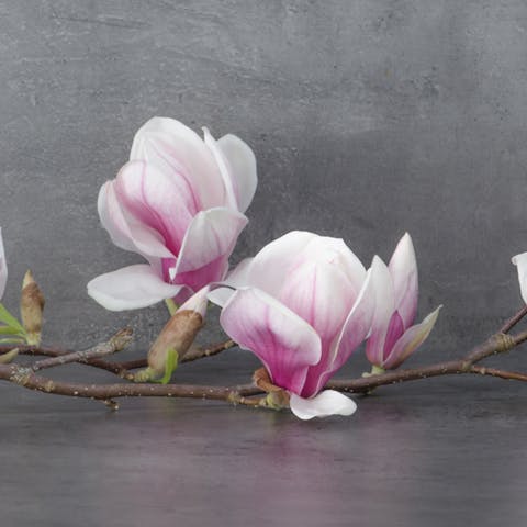 The Noble Magnolia Flower - Flora Queen