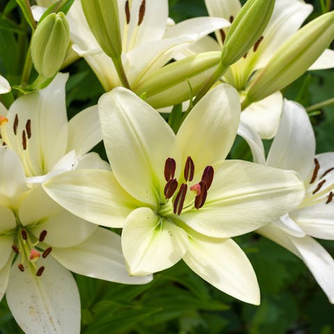Five Beautiful Types of Lilies - Flora Queen