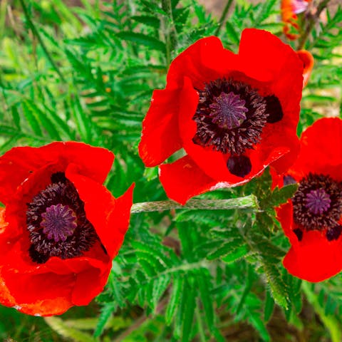 How to Grow Poppies - Flora Queen