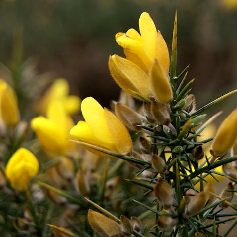 Flower Names of the Most Common Flower Species - Flora Queen
