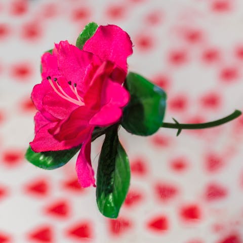 The Best Flowers for Condolences - Flora Queen