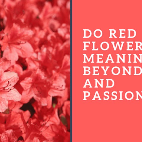 Do Red Flowers Meanings Go Beyond Love and Passion? - Flora Queen
