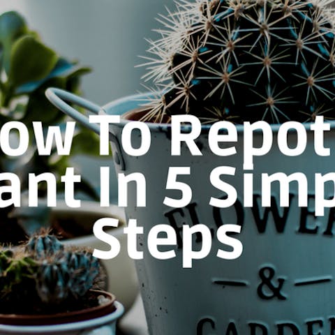 How To Repot A Plant In 5 Simple Steps - Flora Queen
