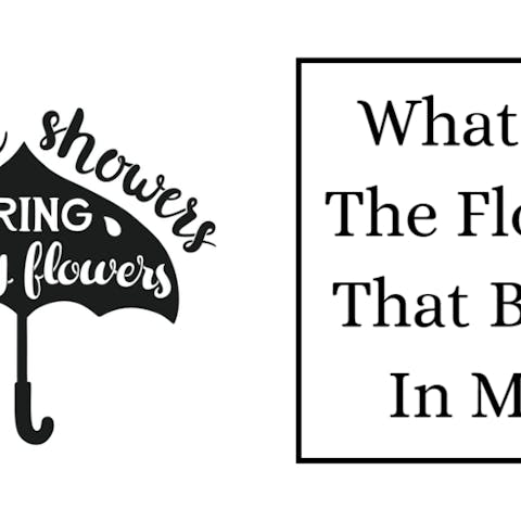 What Are The Flowers That Bloom In May? - Flora Queen