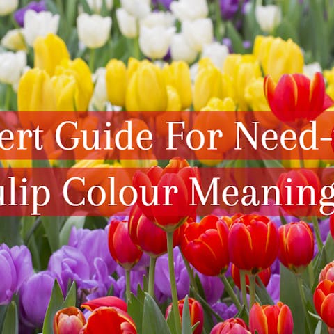 The Expert Guide For Need-to-Know Tulip Colour Meanings - Flora Queen