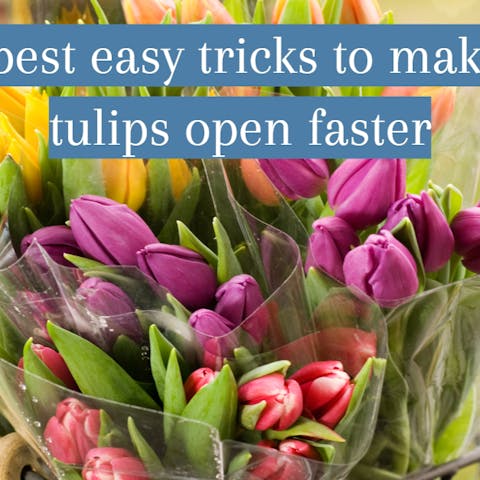 The Best Easy Tricks To Make Cut Tulips Open Faster - Flora Queen