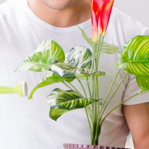 6 Great Plants for Men - Flora Queen