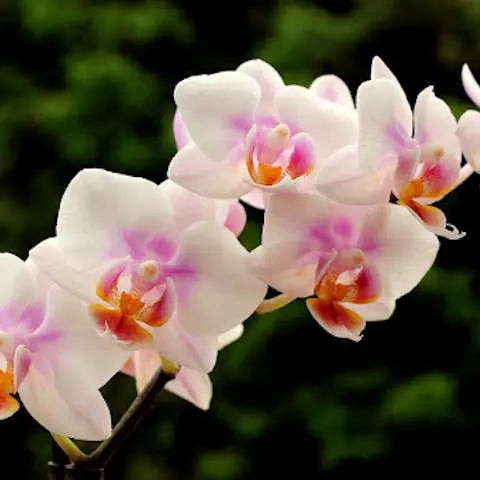 How-to-care-for-an-orchid Flora Queen